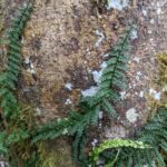 Asplenium rutaceum