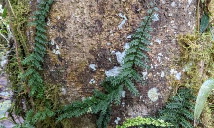 Asplenium rutaceum