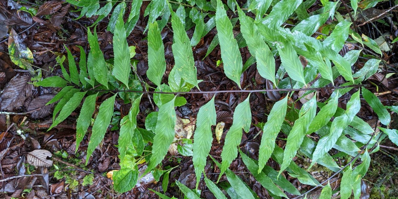 Asplenium serra