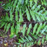 Asplenium serra