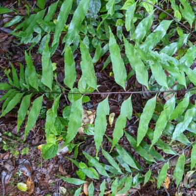Asplenium serra – Aspleniaceae – Tapir Trail – San Isidro (2) (Asplenium serra)