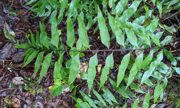 Asplenium serra