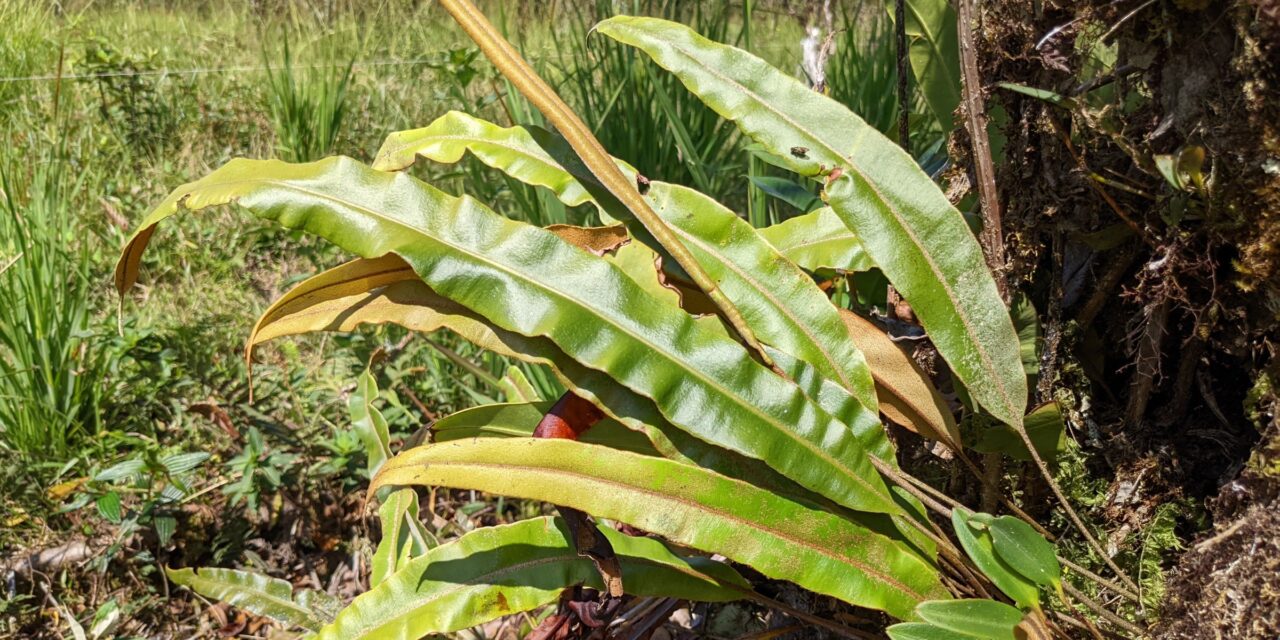 Elaphoglossum cuspidatum