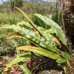 Elaphoglossum cuspidatum