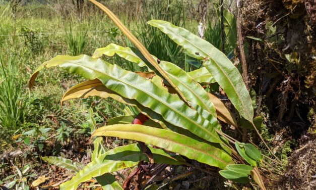 Elaphoglossum cuspidatum