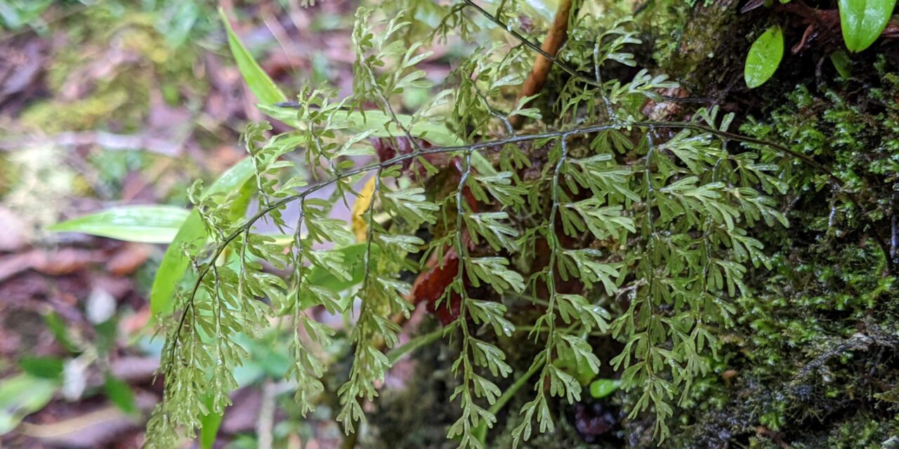 Hymenophyllum myriocarpum