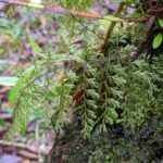 Hymenophyllum myriocarpum