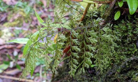 Hymenophyllum myriocarpum