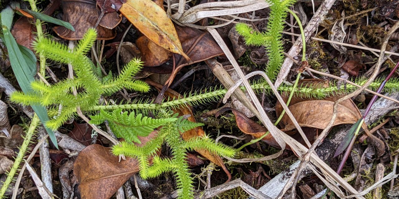 Lycopodium clavatum