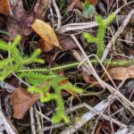 Lycopodium clavatum