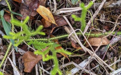Lycopodium clavatum