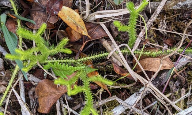 Lycopodium clavatum