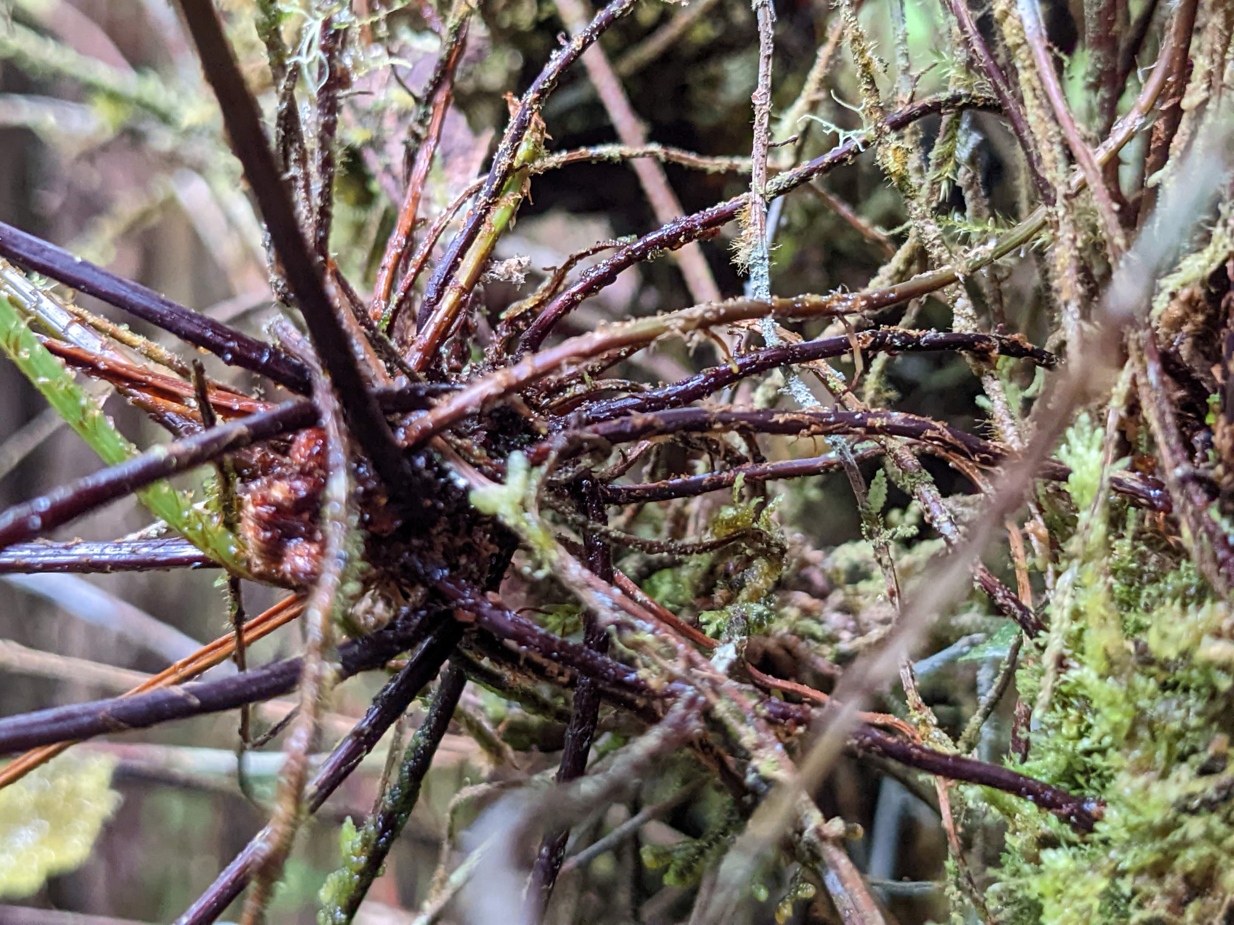 Nephrolepis pendula | Ferns and Lycophytes of the World