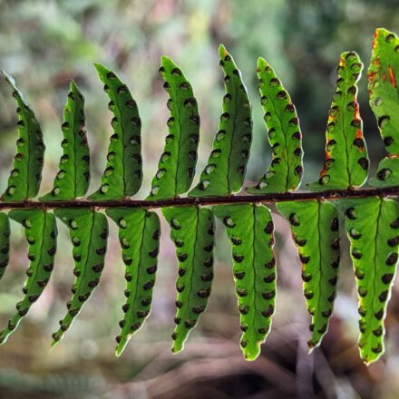 Nephrolepis pendula | Ferns and Lycophytes of the World
