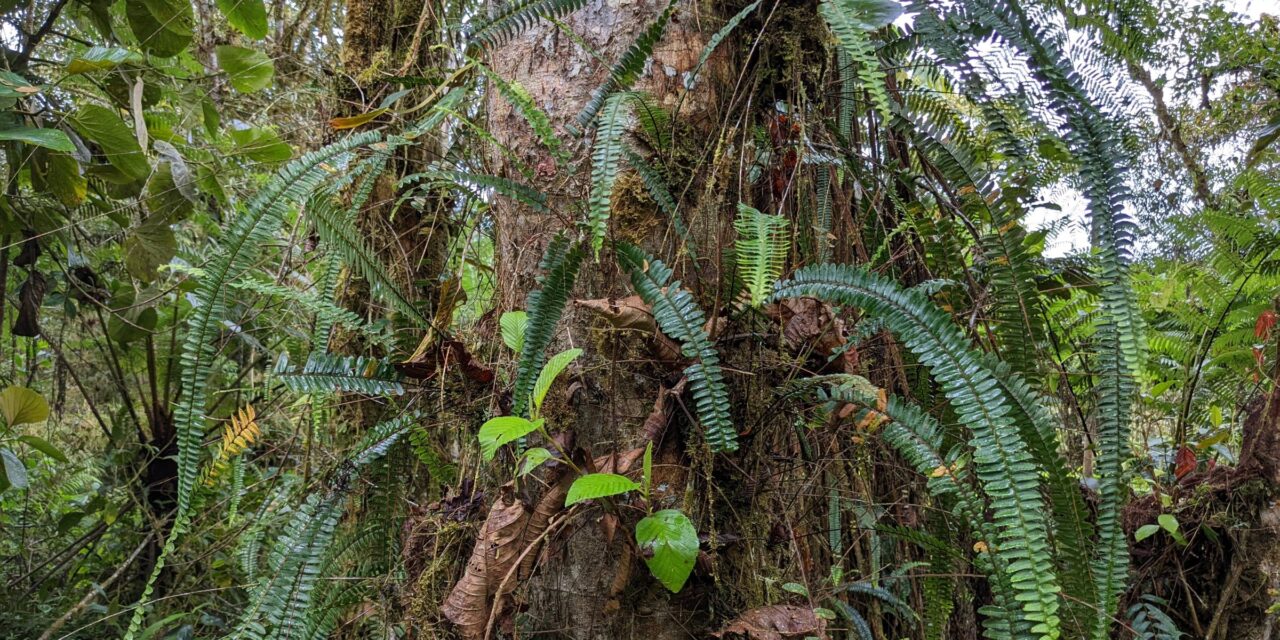 Nephrolepis pendula