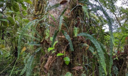 Nephrolepis pendula