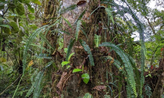 Nephrolepis pendula