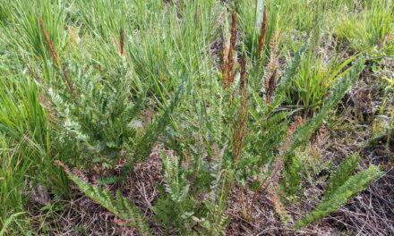 Osmunda regalis