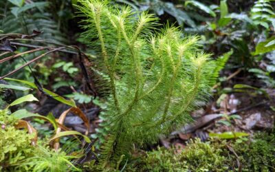 Phlegmariurus wilsonii