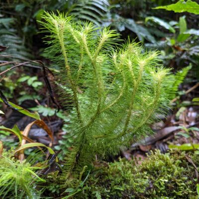 Phlegmariurus sp – Lycopodiaceae – Tapir Trail – San Isidro (1) (Phlegmariurus wilsonii)