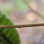 Serpocaulon levigatum – Polypodiaceae – Pasture Edge – San Isidro (11) (Serpocaulon levigatum)