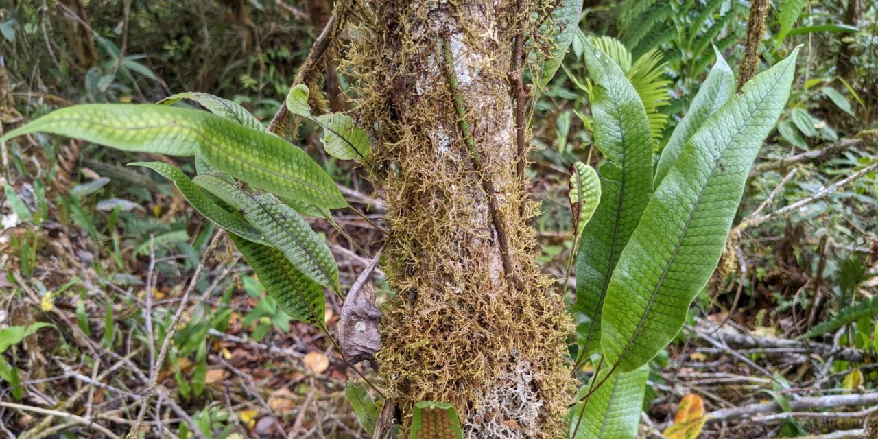 Serpocaulon levigatum