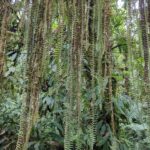 Alansmia stella – Polypodiaceae – Old Falls Trail – San Isidro (8) (upload size) (Alansmia stella)
