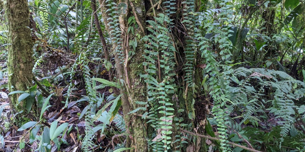 Asplenium harpeodes