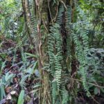 Asplenium harpeodes