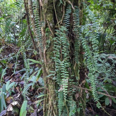 Asplenium harpeodes – Aspleniaceae – Macu trail – San Isidro (1) (upload size) (Asplenium harpeodes)