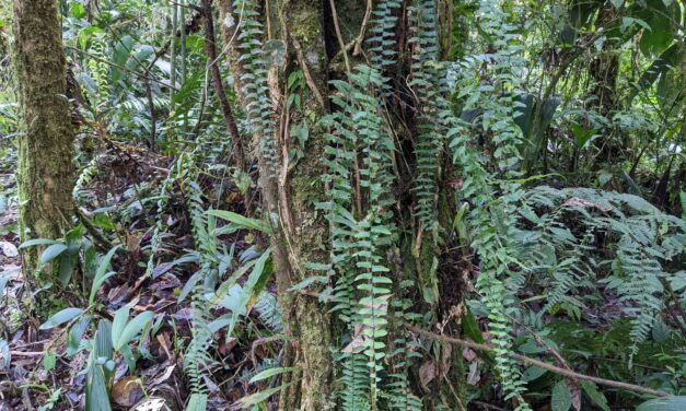 Asplenium harpeodes