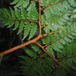 Lastreopsis killipii