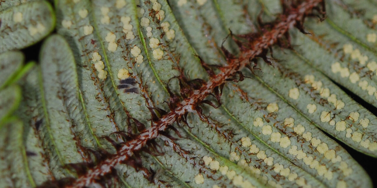 Sticherus aff. rubiginosus