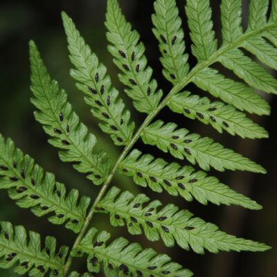 DSC_0294 (Diplazium diplazioides)