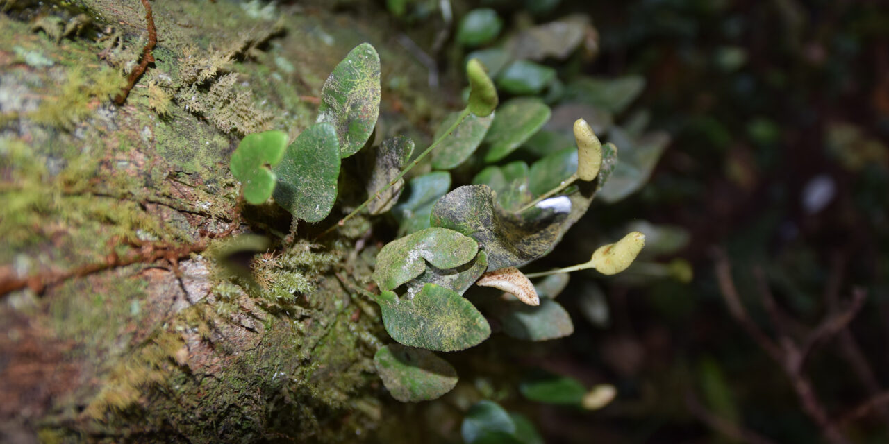 Elaphoglossum squamipes