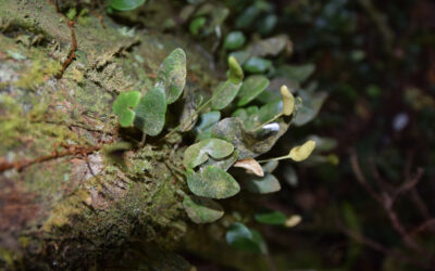 Elaphoglossum squamipes