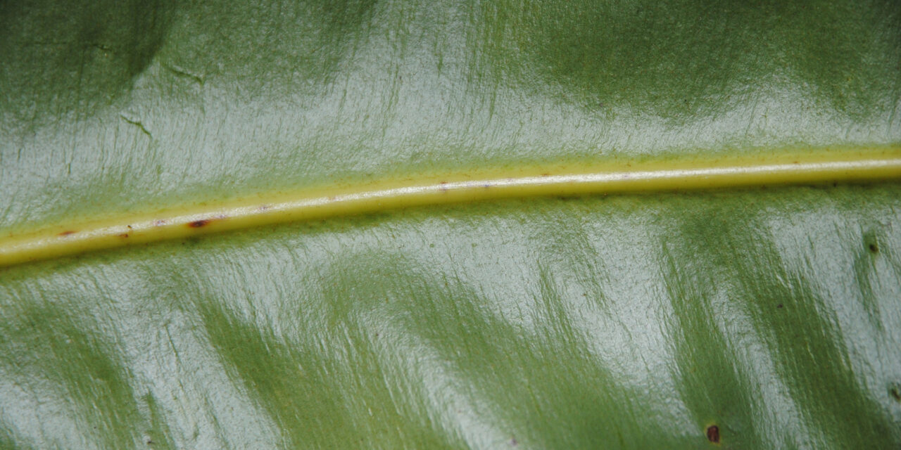 Elaphoglossum productum