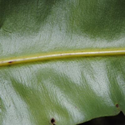DSC_0321 (Elaphoglossum productum)