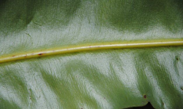 Elaphoglossum productum