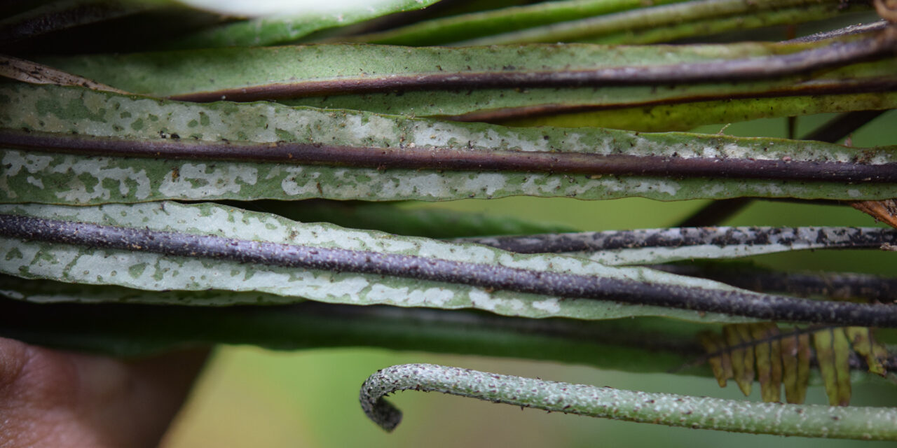 Elaphoglossum pteropodum