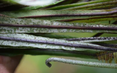 Elaphoglossum pteropodum