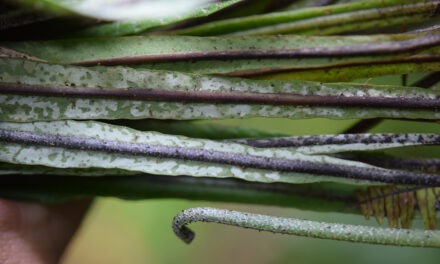 Elaphoglossum pteropodum