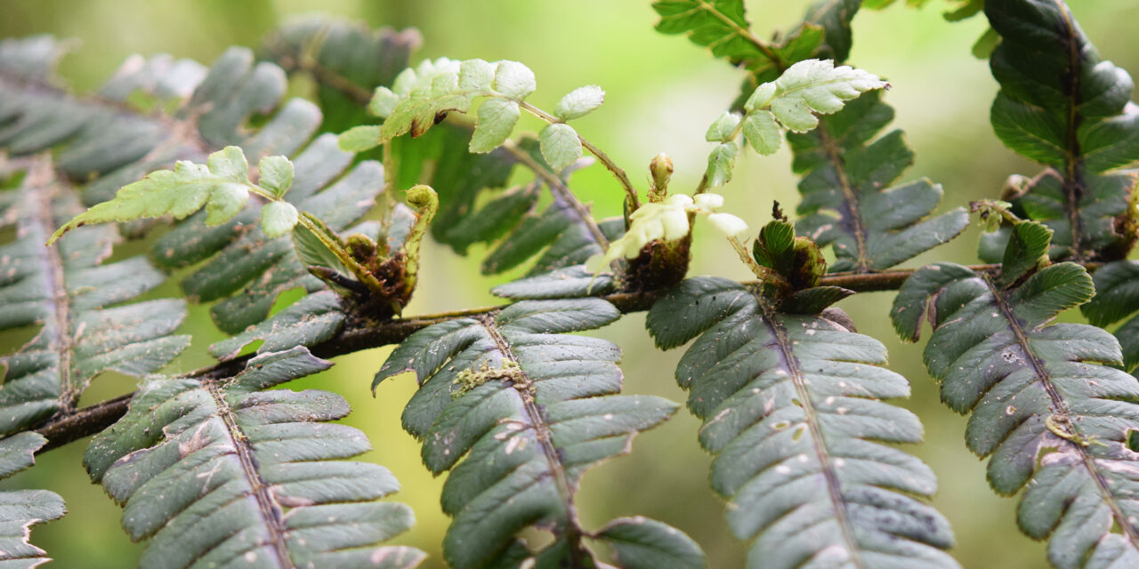 Diplazium macrophyllum