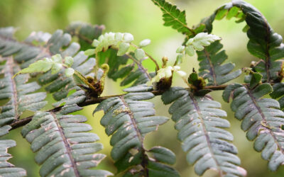 Diplazium macrophyllum