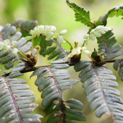 DSC_0356 (Diplazium macrophyllum)