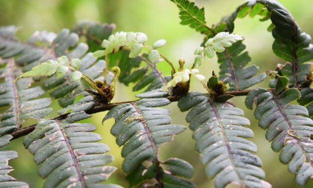 Diplazium macrophyllum