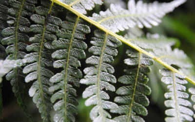 Diplazium tomentellum