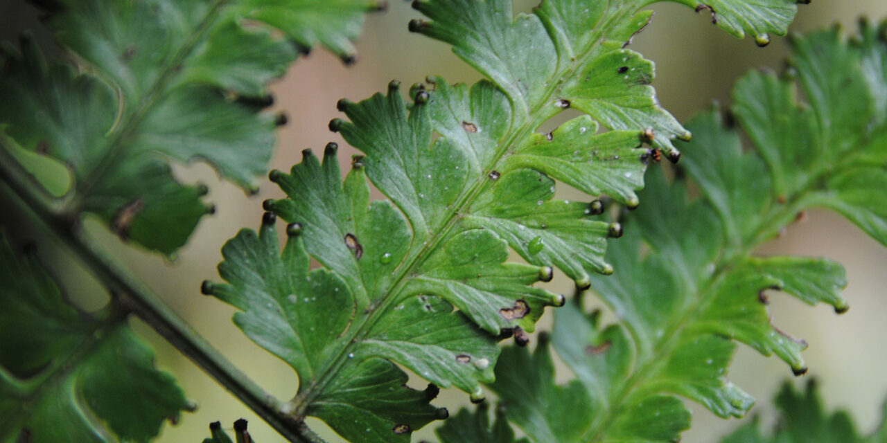 Dennstaedtia producta