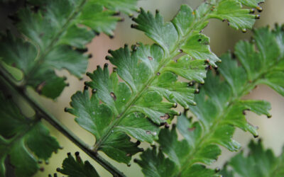 Dennstaedtia producta