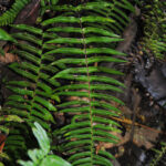 DSC_0523 (Blechnum appendiculatum)